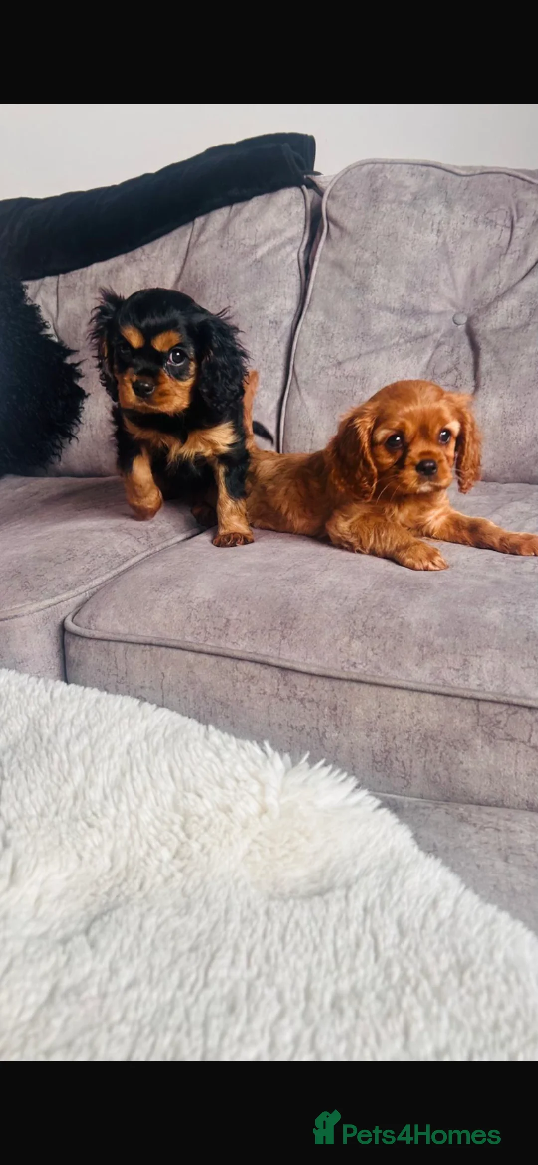 Cavalier King Charles Spaniel dogs for sale: Beautiful King Charles cavalier baby girls in Swansea - Advert 2