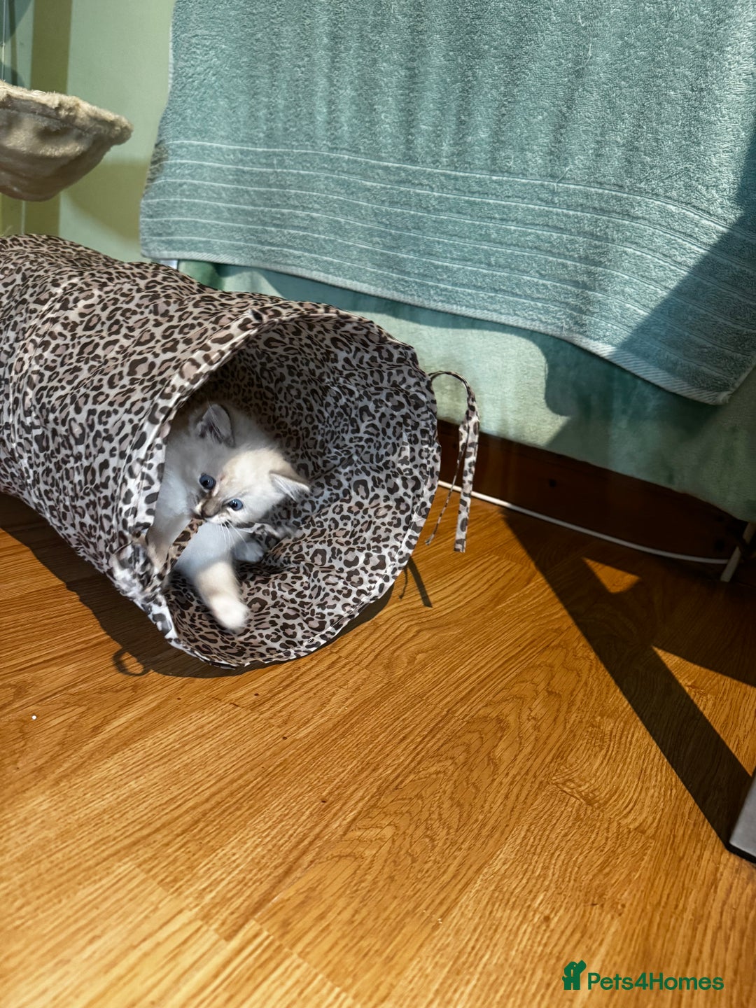 Ragdoll cats for sale: Adorable ragdoll kittens - Image 24