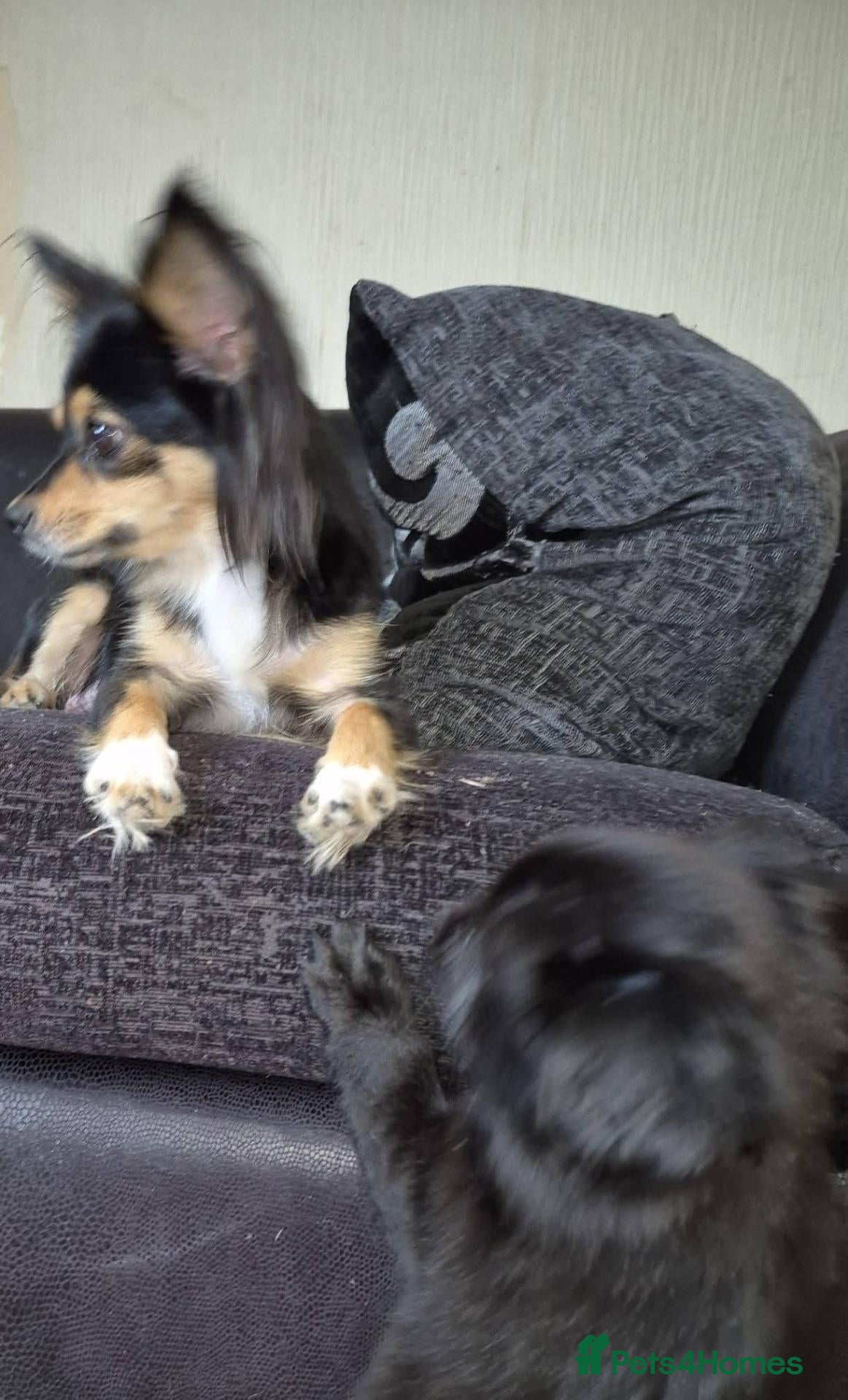 Chihuahua dogs Chihuahua puppies - Advert 2