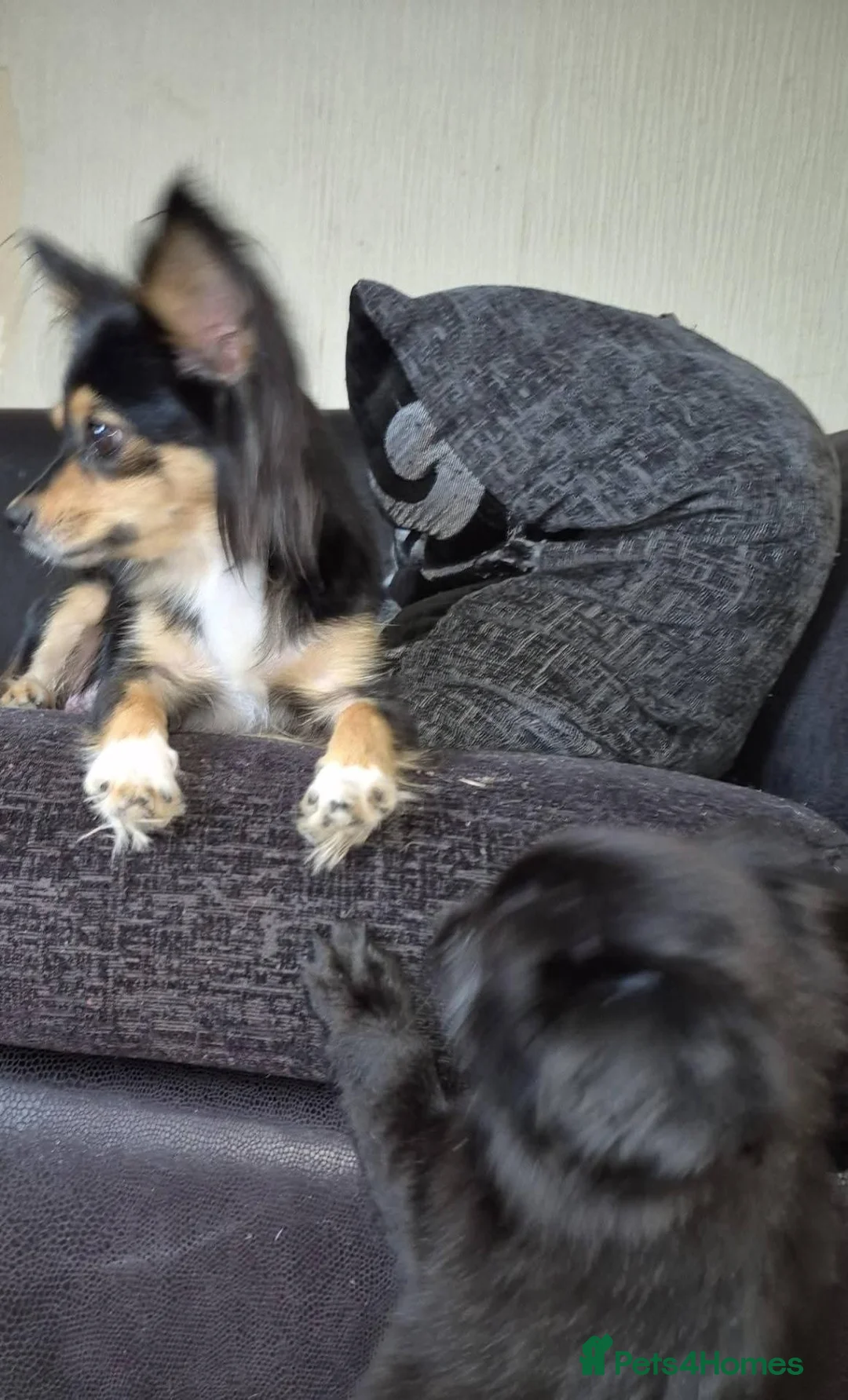 Chihuahua dogs for sale: Chihuahua puppies - Advert 1