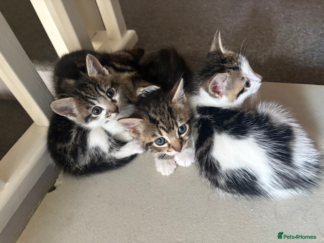 Mixed Breed cats for sale: Kittens - Image 7