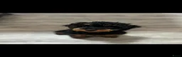 Toy Poodle dogs for stud: STUD fully health tested and proven  - Advert 3