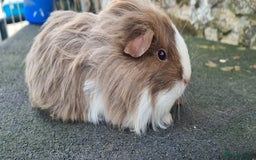Guinea Pig rodents for sale: Sheltie female guinea pig  - Advert 3