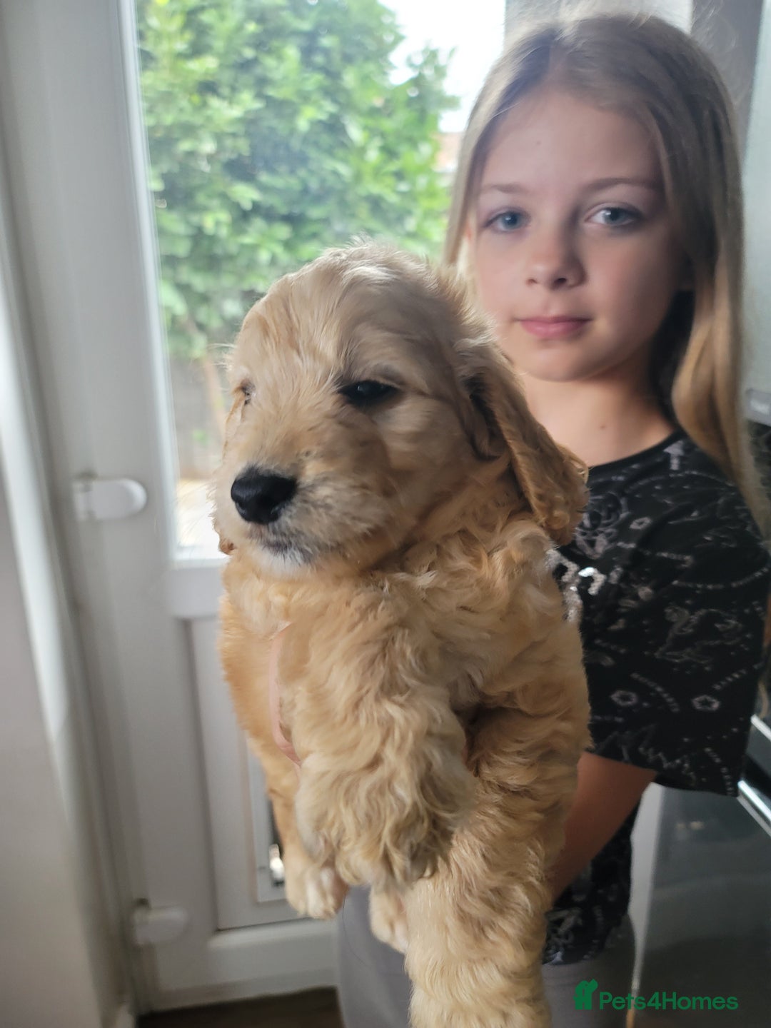 Cockapoo dogs for sale: Adorable Cockerpoo Puppies - Image 28