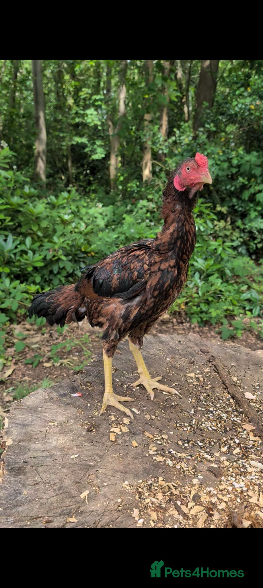 Chickens poultry Aseel Shamo Top Bloodline Stag - Advert 1