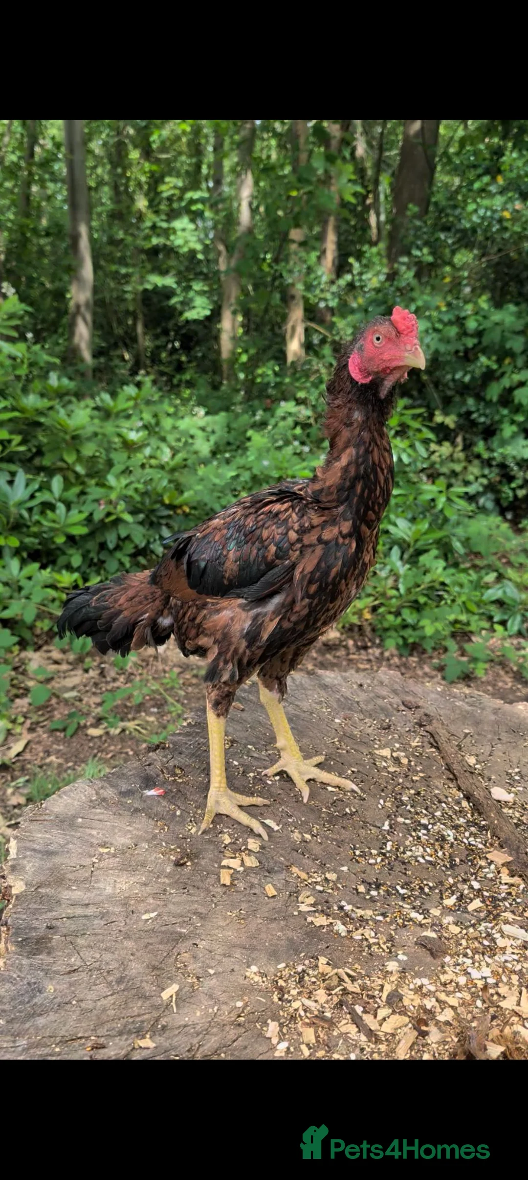 Chickens poultry for sale: Aseel Shamo Top Bloodline Stag in Woking - Advert 1
