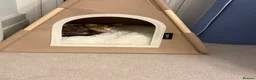 Mixed Breed cats for sale: Female Kitten  in Northampton - Advert 9