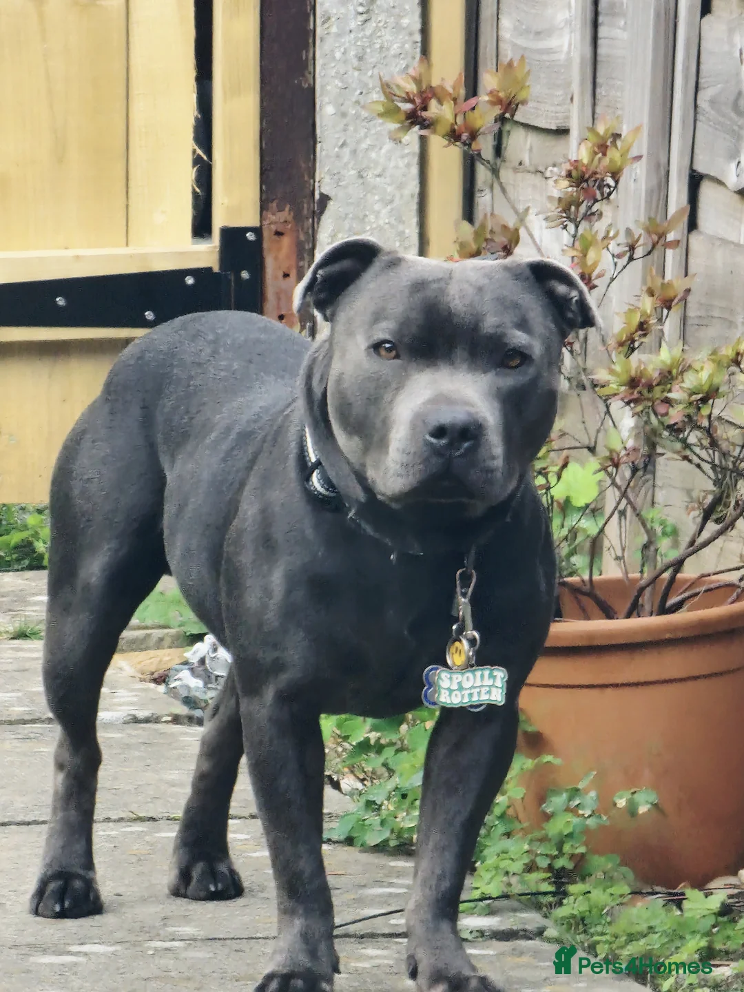 Staffordshire Bull Terrier dogs for stud: 3 year old blue staff needing home asap - Advert 3