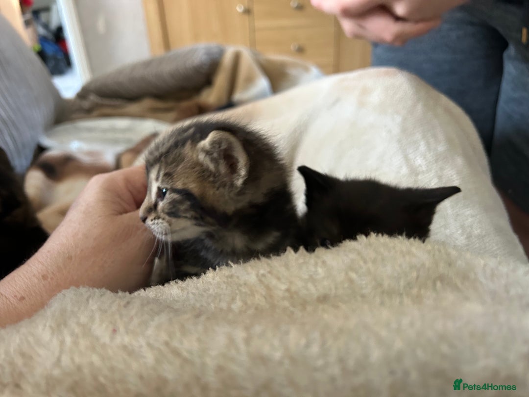 Bengal cats for sale: 3 Bengal mix kittens  - Image 4