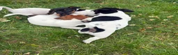 Jack Russell dogs for sale: 5 male Jack Russell puppies ready to go - Advert 14