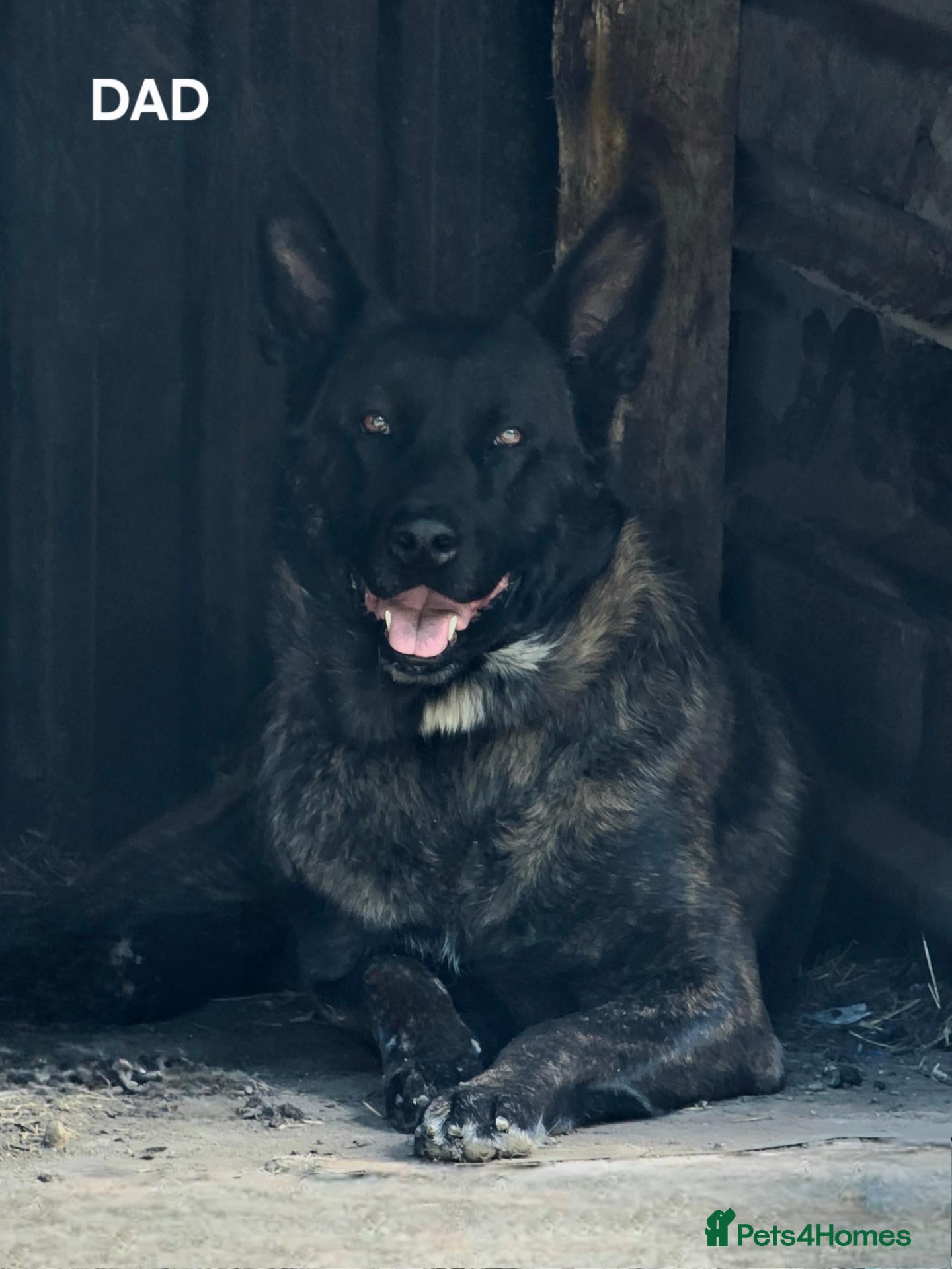 Belgian Shepherd Dog dogs 7 Gorgeous DUTCH SHEPHERD Puppies  - Advert 15