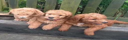 Mixed Breed dogs for sale: Red Australian labradoodle  in Caerphilly - Advert 12