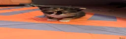 Mixed Breed cats for sale: My cat gave birth to cute 4 kittens  - Advert 17
