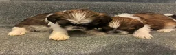 Shih Tzu dogs for sale: Shih Tzu puppies for sale in London - Advert 4