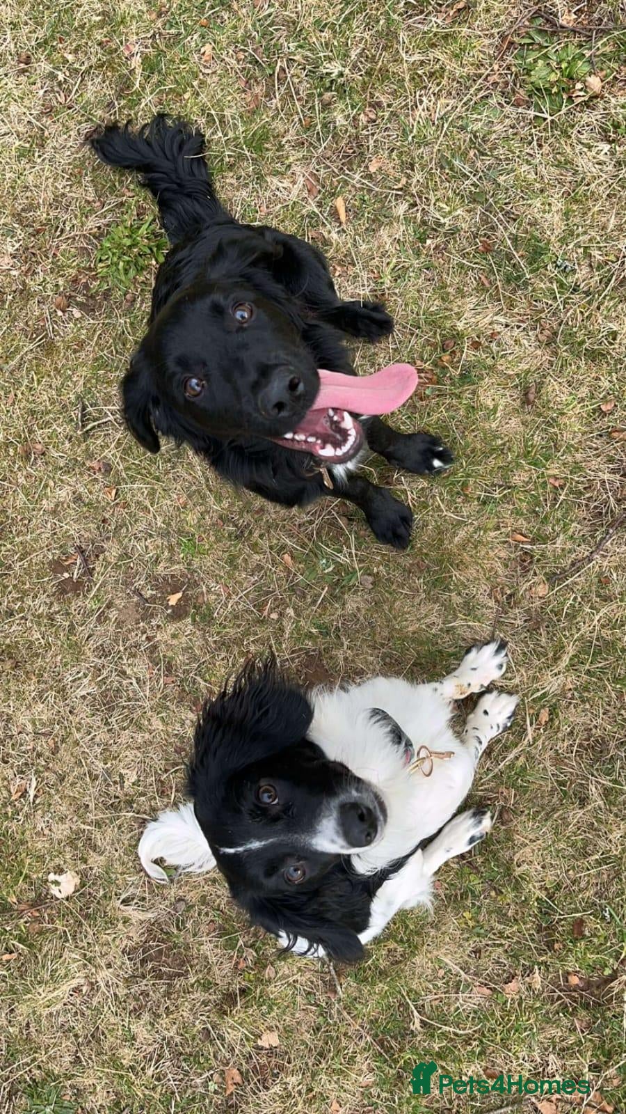Mixed Breed dogs 2 x 2 year old Cocker Spaniel Mixed breed  - Advert 1