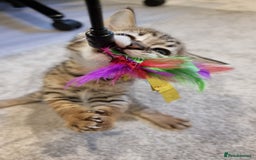 Savannah cats for sale: Gorgeous f5 kittens. Just melanistic girl left - Image 15