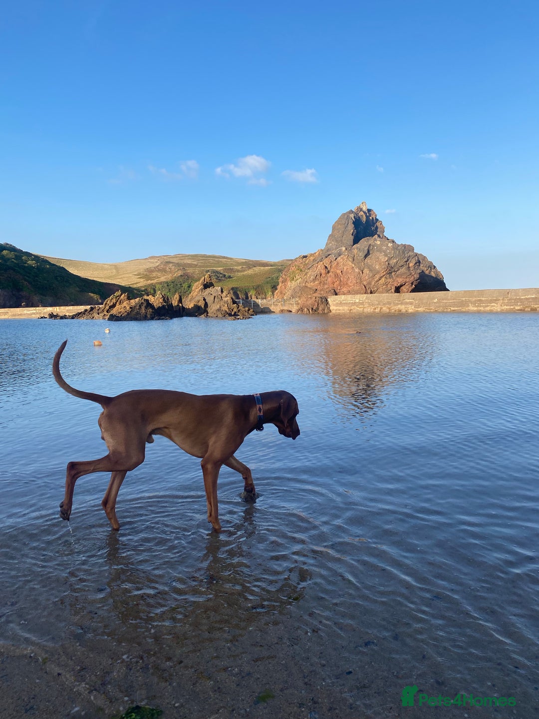 Hungarian Vizsla dogs for stud: Proven KC Registered Hungarian Vizsla in Reading - Advert 12