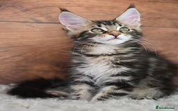 Maine Coon cats for sale: 👑 6 Majestic, health tested Kittens- TICA reg 🧬 - Image 13