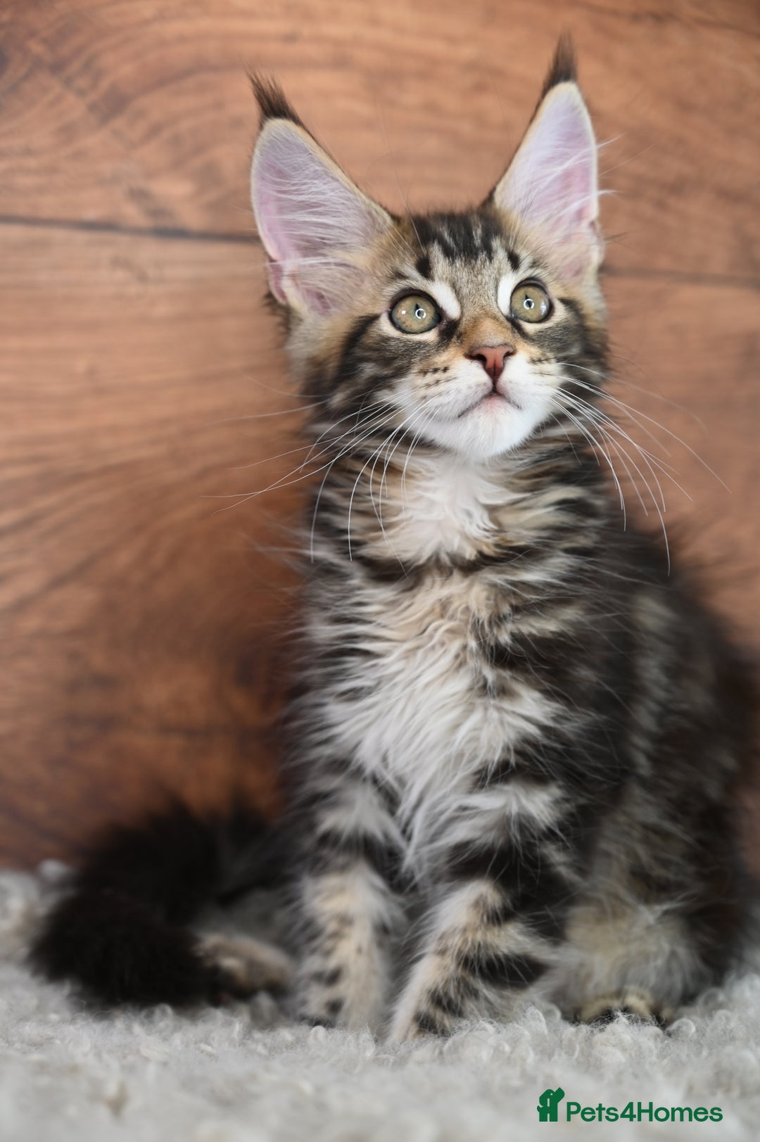 Maine Coon cats for sale: 👑 6 Majestic, health tested Kittens- TICA reg 🧬 - Image 13