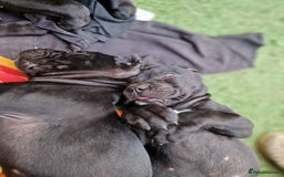 Cane Corso dogs for sale: Top quality  - Image 6