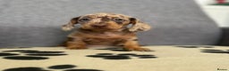 Dachshund dogs for sale: Miniature Dachshund puppies  - Advert 12