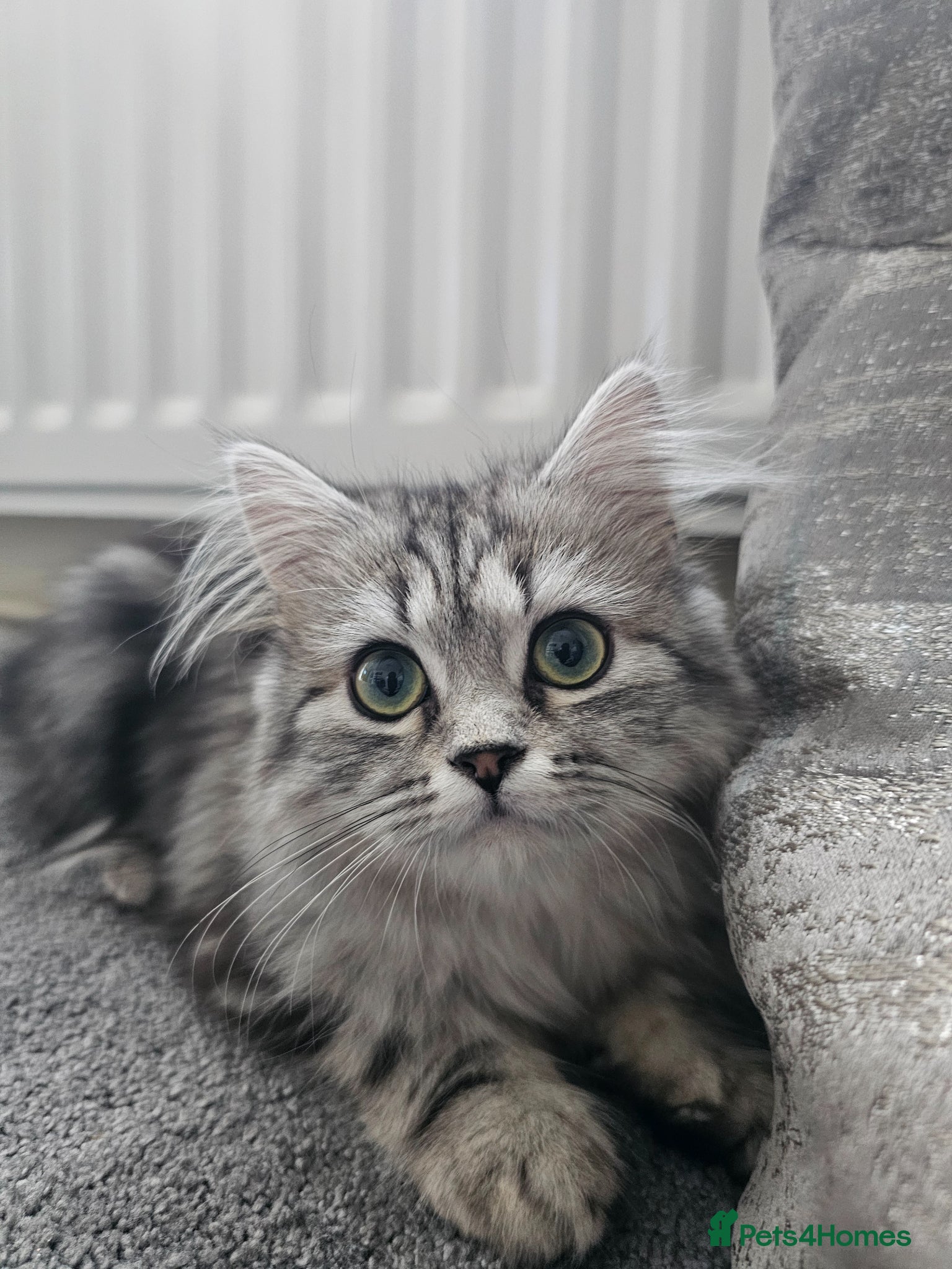 Domestic Shorthair cats Iris  - Advert 1