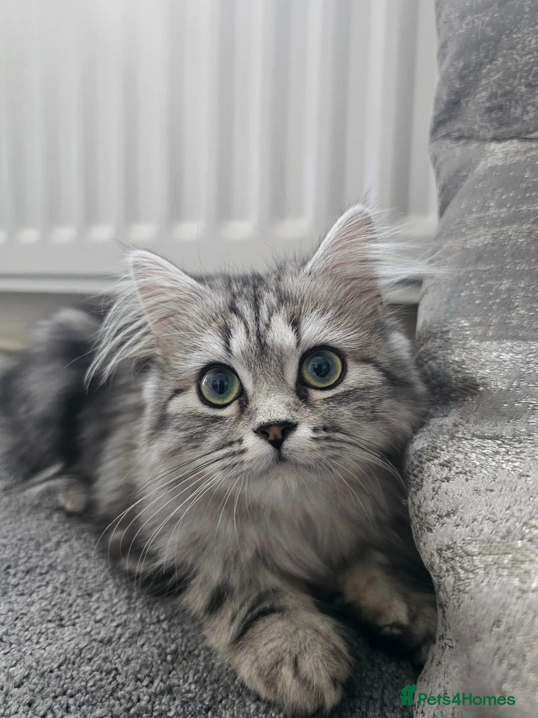 Domestic Shorthair cats for sale: Iris  - Advert 1