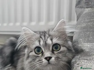 Domestic Shorthair cats Iris - Advert 1