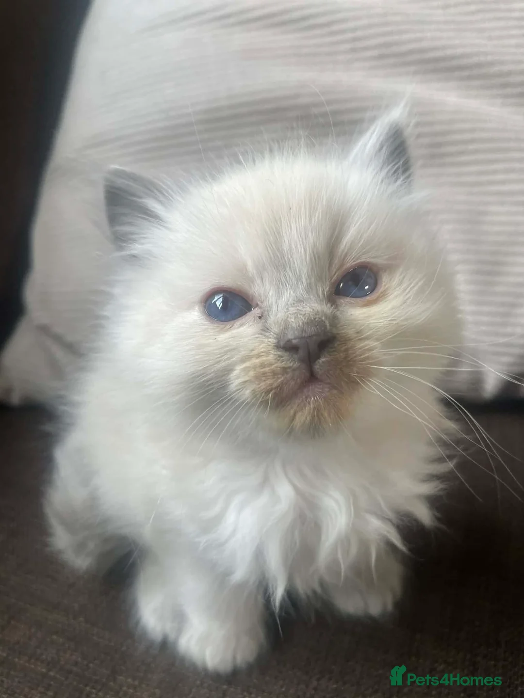 Ragdoll cats for sale:  Full breed ragdoll boy - Advert 1