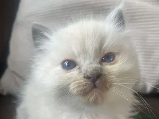 Ragdoll cats Full breed ragdoll boy - Advert 1