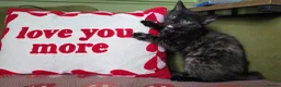 Mixed Breed cats for sale: Female Kitten Ready now - Advert 2