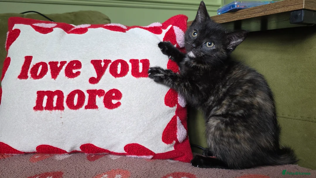 Mixed Breed cats for sale: Female Kitten Ready now - Advert 2