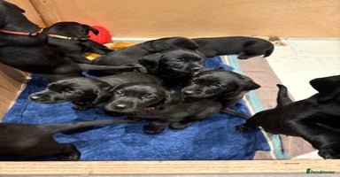 Labrador Retriever dogs - Advert 7