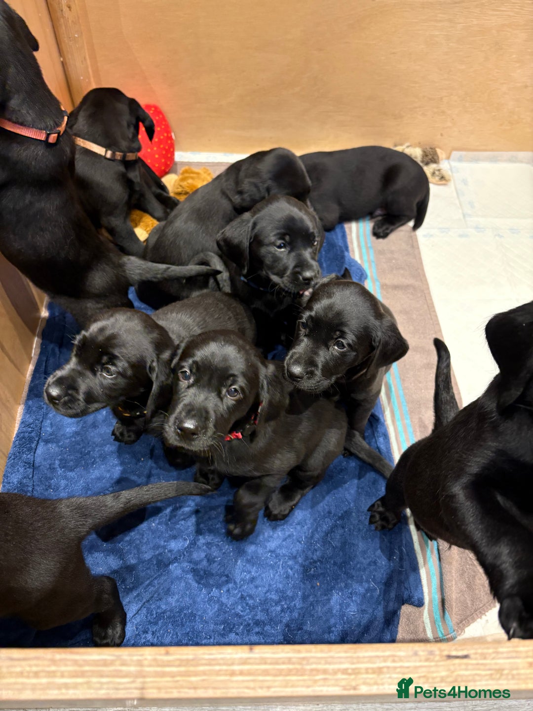Labrador Retriever dogs for sale: Stunning K.C. Reg. Black Labrador Puppies - Image 3