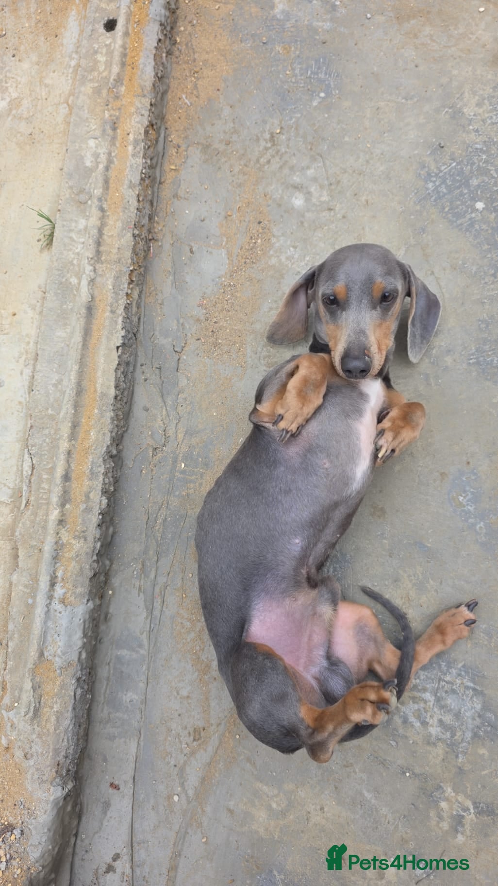 Miniature Dachshund dogs Bruno  - Advert 4