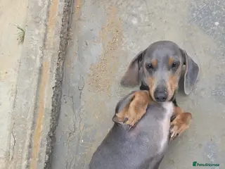 Miniature Dachshund dogs Bruno - Advert 1