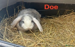 French Lop rabbits for sale: French Lop Bucks and Does READY NOW!! - Image 5