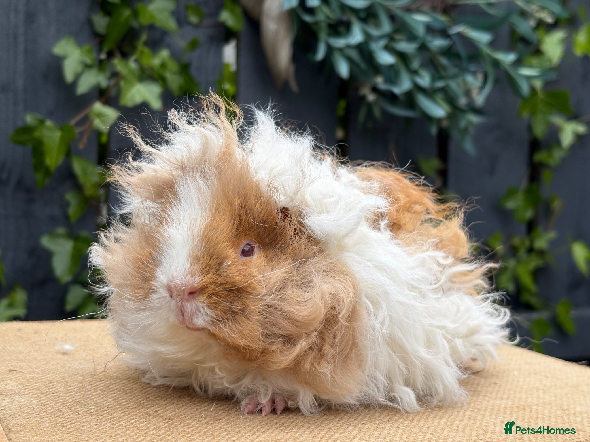 Guinea Pig rodents for sale: Purebred Lunkarya - Advert 17