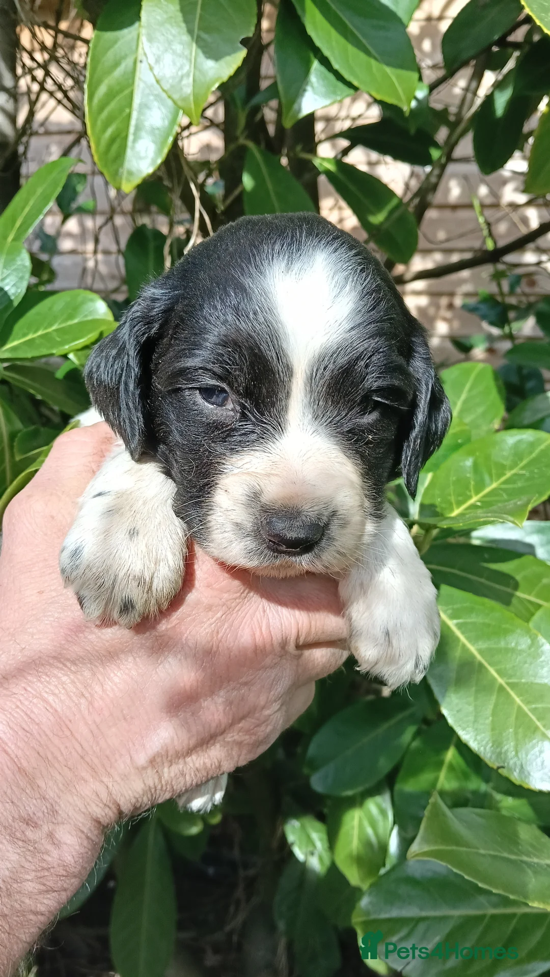 English Springer Spaniel dogs for sale: Outstanding KC Reg Springer Spaniel Puppies  - Advert 2