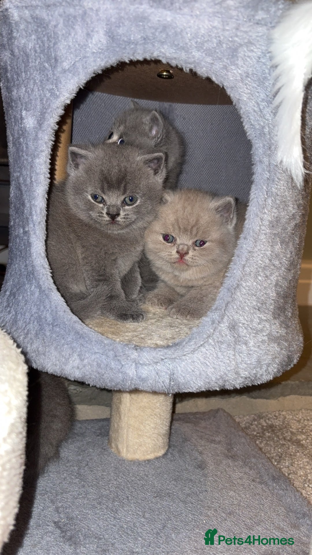 British Shorthair cats for sale: BSH kittens for sale from pedigree parents - Advert 4