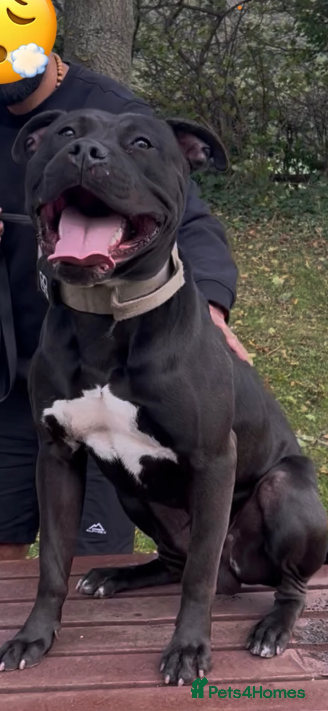 Mixed Breed dogs for sale: Stunning mastiff x male in Stockton-on-Tees - Advert 1