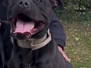 Mixed Breed dogs Stunning mastiff x male - Advert 1