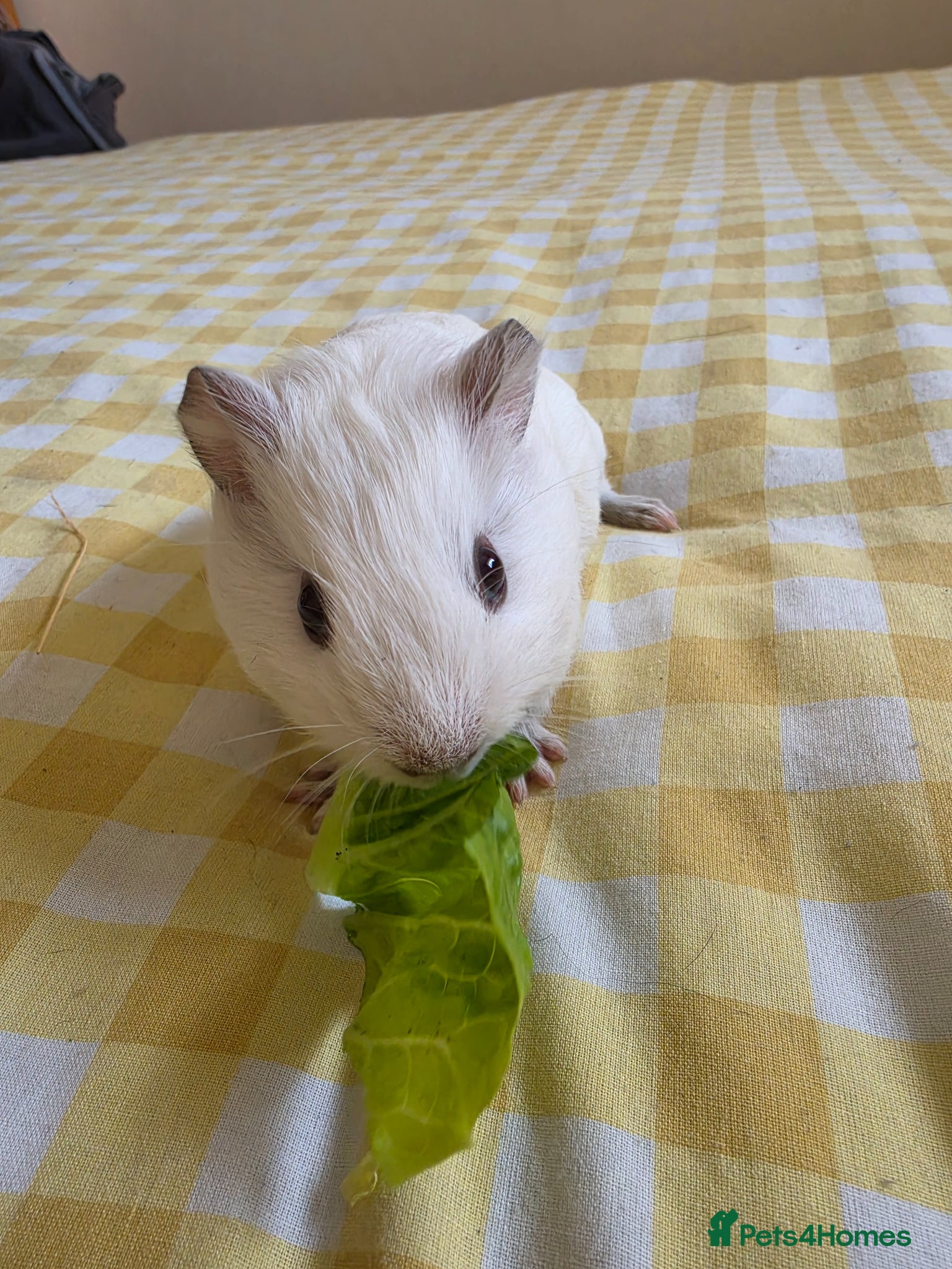 Guinea Pig rodents for sale: Boysx - Advert 5