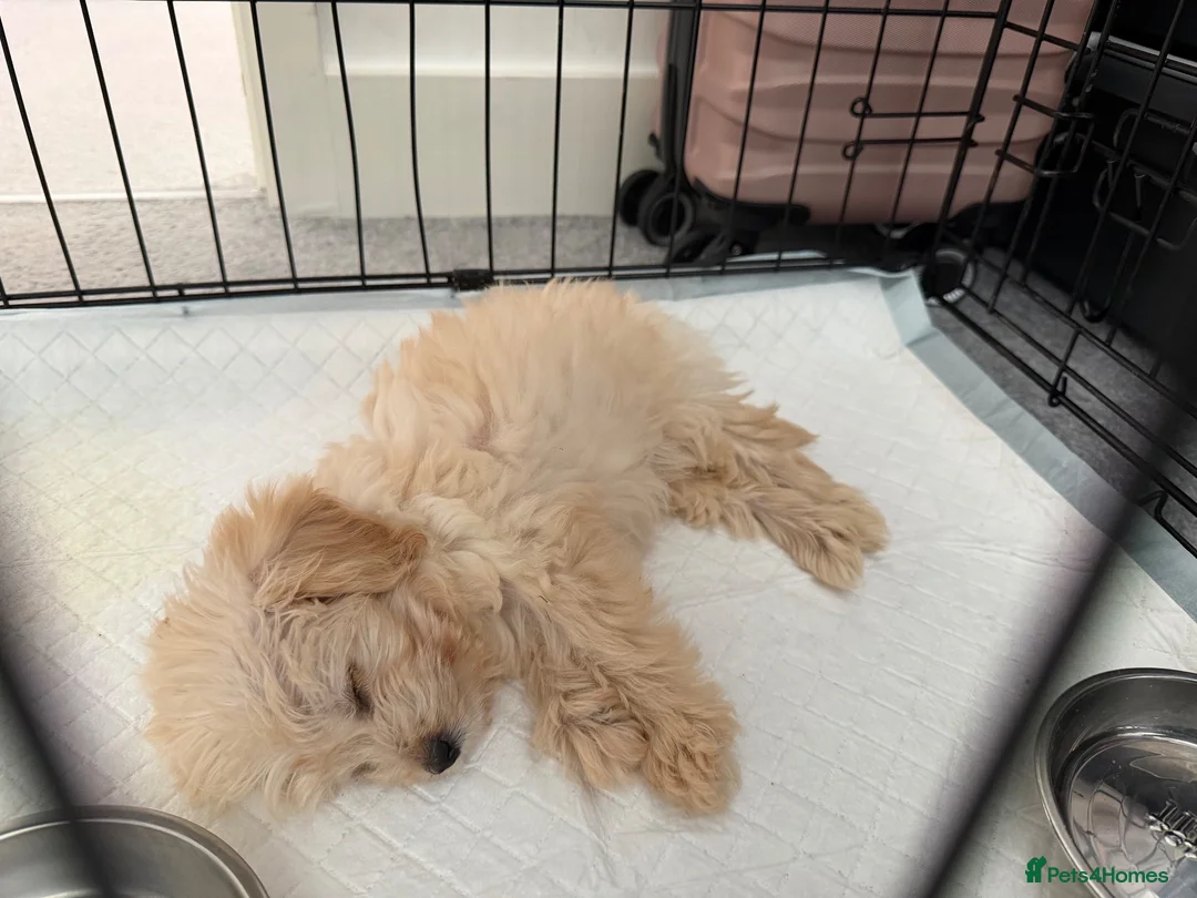 Cockapoo dogs for sale: Puppy Looking for new home  in London - Advert 2