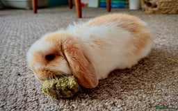 Mini Lop rabbits for sale: Mini lop babies - Image 16