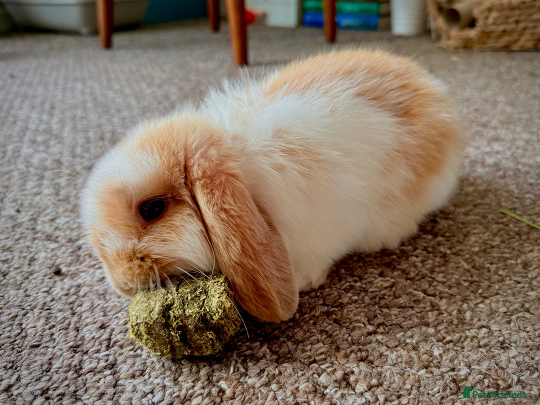 Mini Lop rabbits for sale: Mini lop babies - Image 16