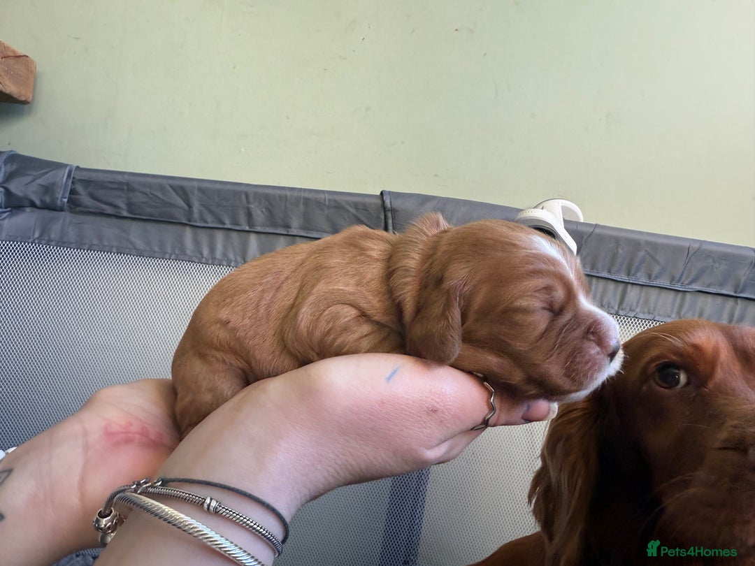 Cocker Spaniel dogs for sale: cocker spaniel puppy's - Advert 7