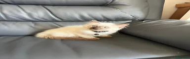 l 4