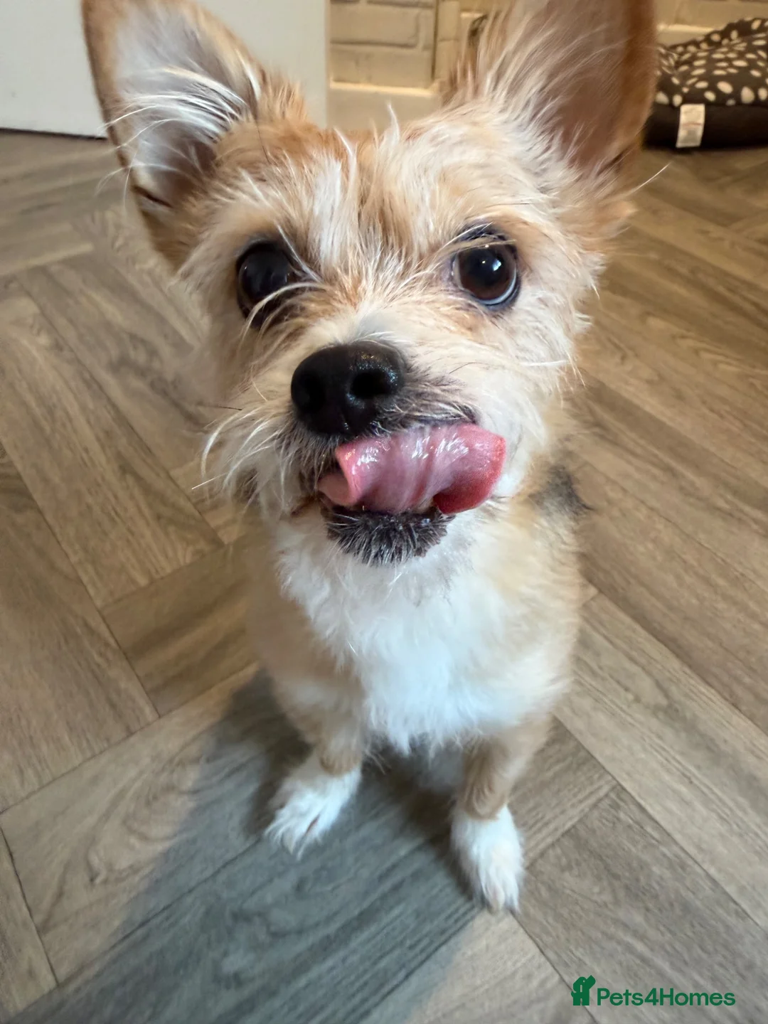 Mixed Breed dogs for sale: Dog for rehoming  - Advert 2