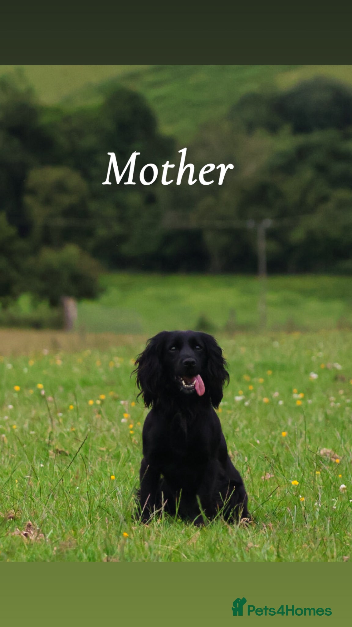 Cocker Spaniel dogs Working cocker spaniel puppy’s  - Advert 12